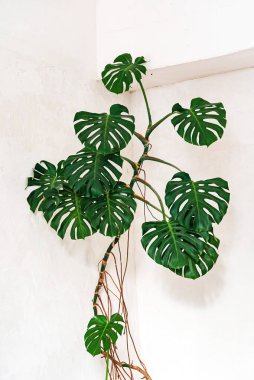 Philodendron Canavarı yatak odasında.