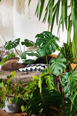 yatak odasındaki ev bitkileri