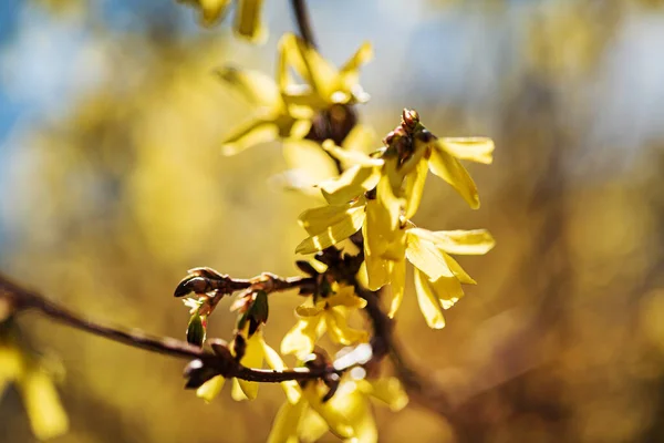 Forsythia Con Flores Amarillas Cerca —  Fotos de Stock