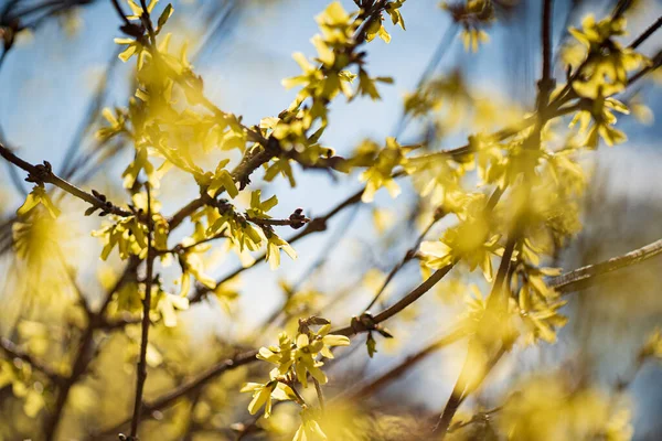 Forsythia Žlutými Květy Detailní — Stock fotografie