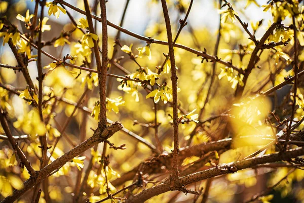 Forsythia Yellow Flowers Closeup — Stock Photo, Image