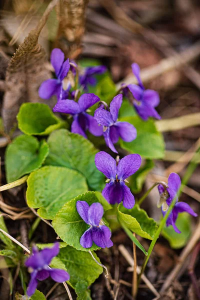 Fiori Viola Selvatici Giardino — Foto Stock