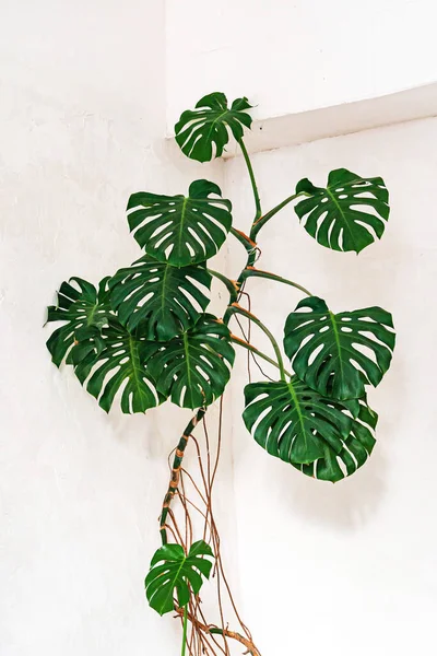 Philodendron Monstera Obliqua Dormitorio — Foto de Stock