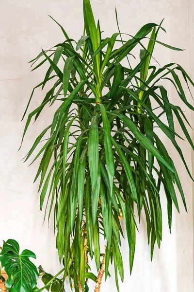 Dracaena Plant Room — Stock Photo, Image