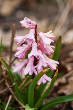 Bahçedeki sümbül çiçeği