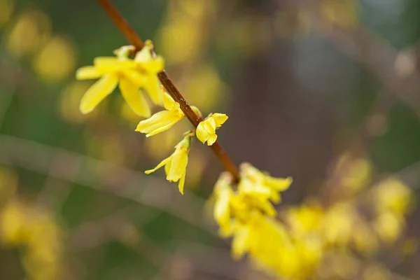 Forsythia Avec Fleurs Jaunes Gros Plan — Photo