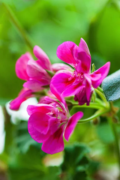 Tencerede Pelargonyum Çiçeği — Stok fotoğraf