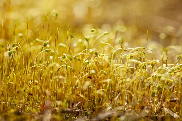 Moss Nature Closeup Phot — стоковое фото