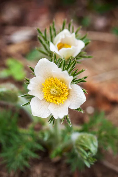 Pulsatilla Flor Jardim — Fotografia de Stock