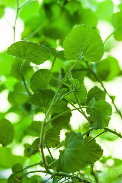 Pelargonium Virág Edényben — Stock Fotó