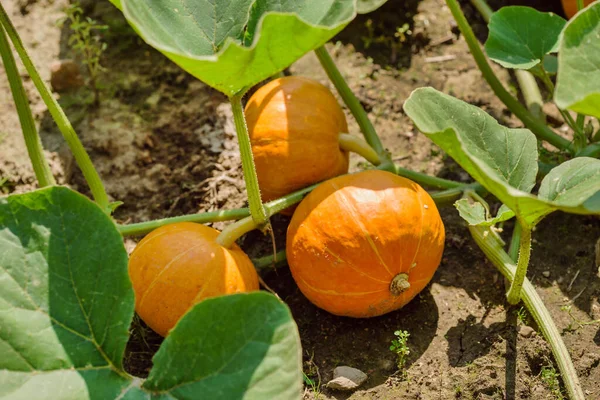 Fresh Pumpkin Garden — Stock Photo, Image