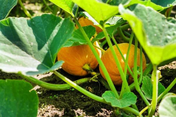 Japanese Pumpkins Close — Stock Photo, Image