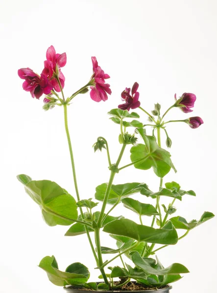 Pelargonium Flower Isolated White — Stock Photo, Image