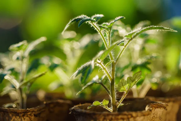 成長の早い段階でトマトの植物 — ストック写真