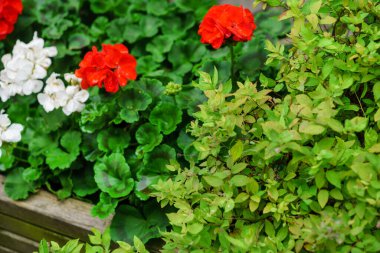 Bahçede yaz çiçekleri