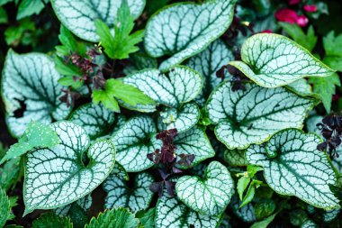 Brunnera 'Jack Frost' bahçede