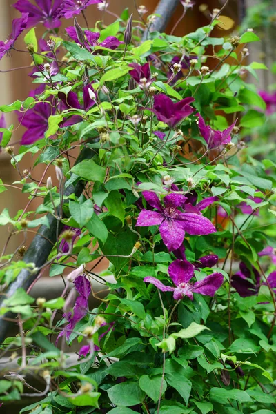 Clematis Flores Jardim — Fotografia de Stock