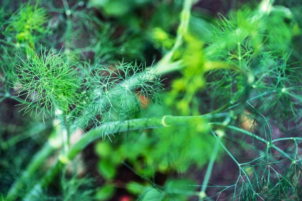 Plante Pluviale Dans Jardin — Photo