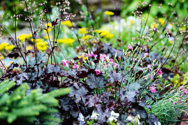 цветы в саду