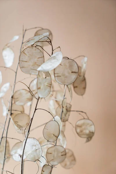 Getrocknete Lunaria Pflanze Der Vase — Stockfoto