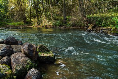 Beyaz Rusya 'daki orman nehri.