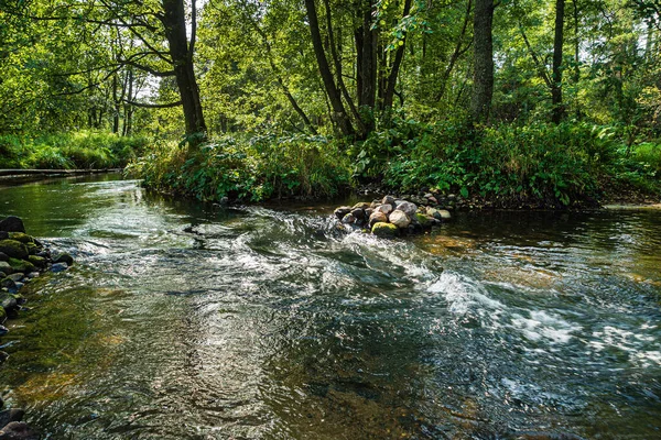 Fiume Foresta Nella Belarus — Foto Stock