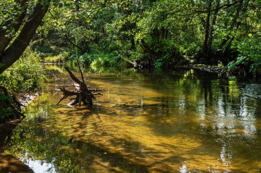 Beyaz Rusya 'daki orman nehri.
