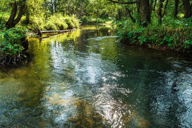 Beyaz Rusya 'daki orman nehri.