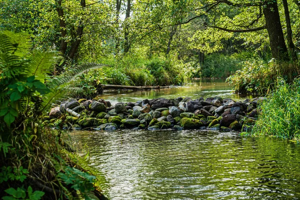 Waldfluss Weißrussland — Stockfoto