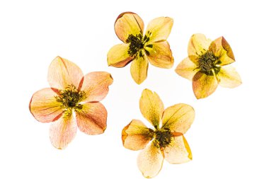flowers on the white background clipart