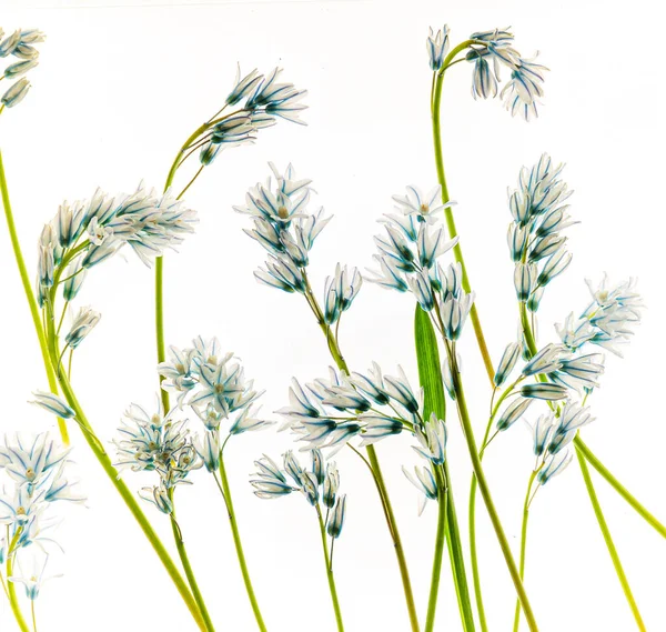 Blumen Auf Dem Weißen Hintergrund — Stockfoto