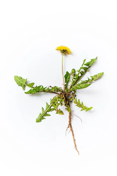 Löwenzahn Auf Weißem Hintergrund — Stockfoto