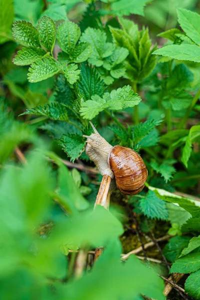 庭にはたくさんのカタツムリが — ストック写真