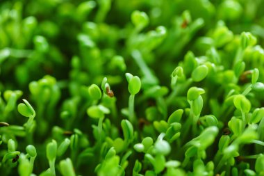 microgreen field, close up