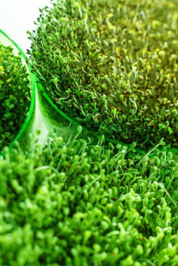 microgreen field, close up