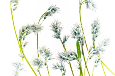 Beyaz arkaplanda çiçekler