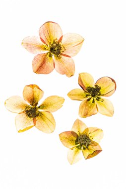 Beyaz arkaplanda çiçekler