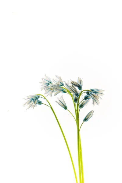 Kwiaty Białym Tle — Zdjęcie stockowe