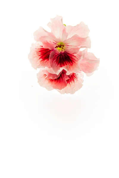 Flowers White Background — Stock Photo, Image