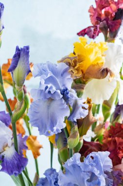 Bir demet renkli süsen kuşu