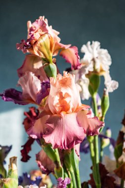 Bir demet taze süsen çiçeği.