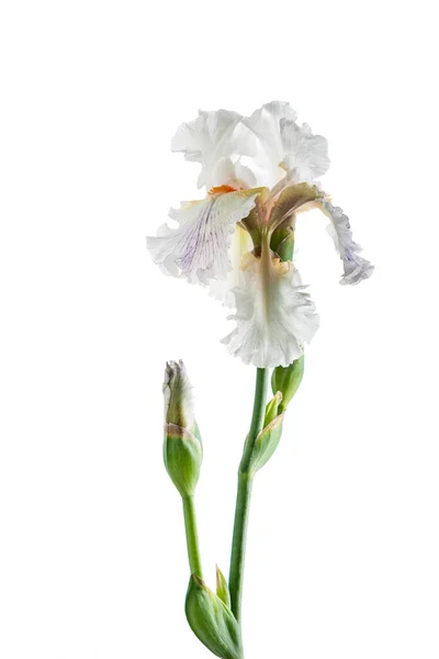 Iris Isolé Sur Blanc — Photo