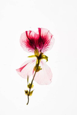 Beyaz arkaplanda çiçekler