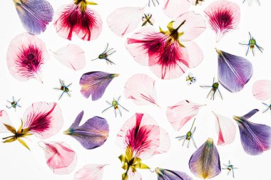 Beyaz arkaplanda çiçekler