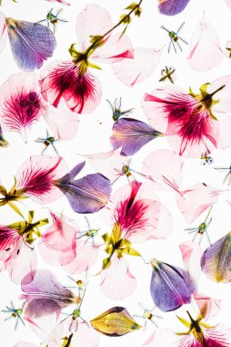 Beyaz arkaplanda çiçekler