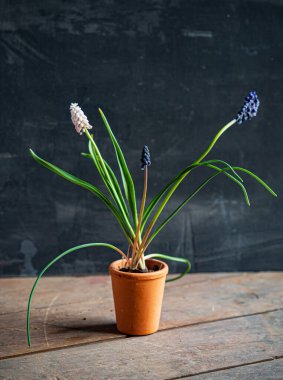 Muscari çiçekleri tencerede