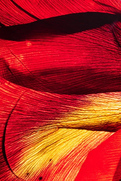 Beyaz arkaplanda çiçekler