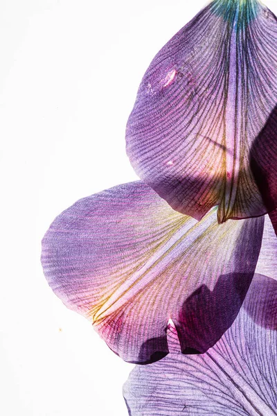 Flores Sobre Fondo Blanco — Foto de Stock