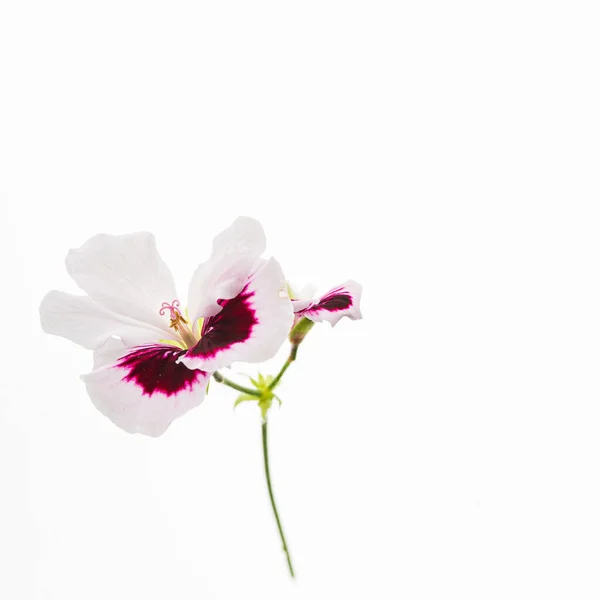 Blommor Den Vita Bakgrunden — Stockfoto