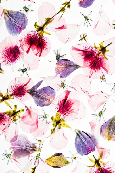 Beyaz arkaplanda çiçekler